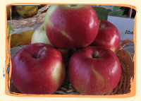 Pommes Idared - Vergers des Moncels - Producteur de fruits à Lagney