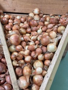 Oignons Jaunes - Vergers des Moncels - Producteur de fruits à Lagney