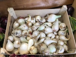 Oignons Blanc nouveaux - Vergers des Moncels - Producteur de fruits à Lagney